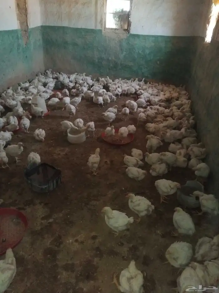 دجاج لاحم ابيض حي للبيع 1