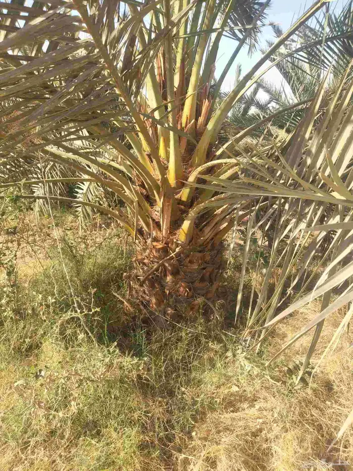 نخل عربي مثمر جميع الانواع 1