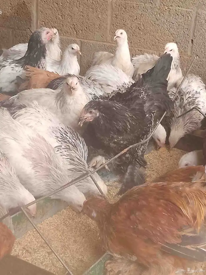 دجاج براهما بداية انتاج 2