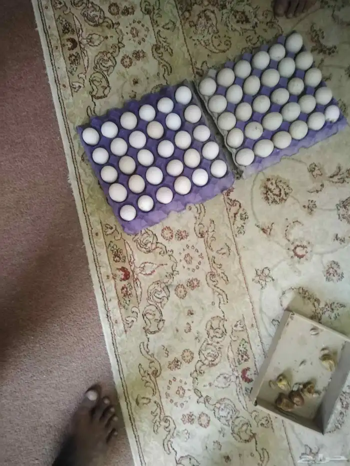 يوجد بيض بلدي 1