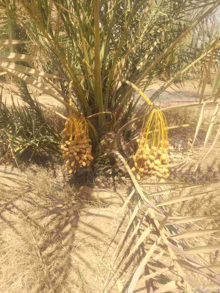 نخل عربي مثمر جميع الانواع 0
