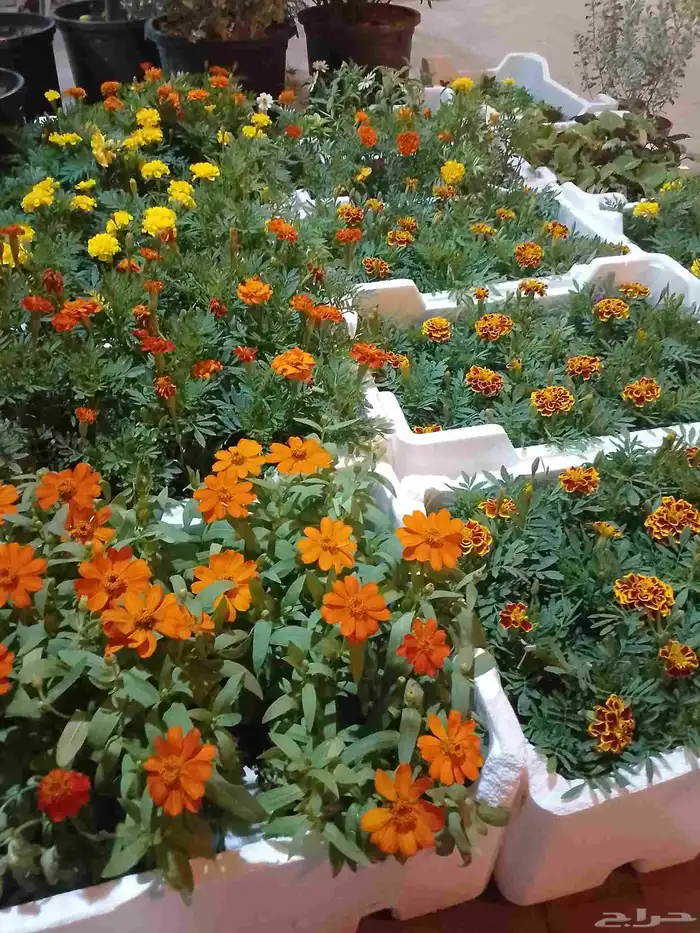 زراعه وحدائق 3