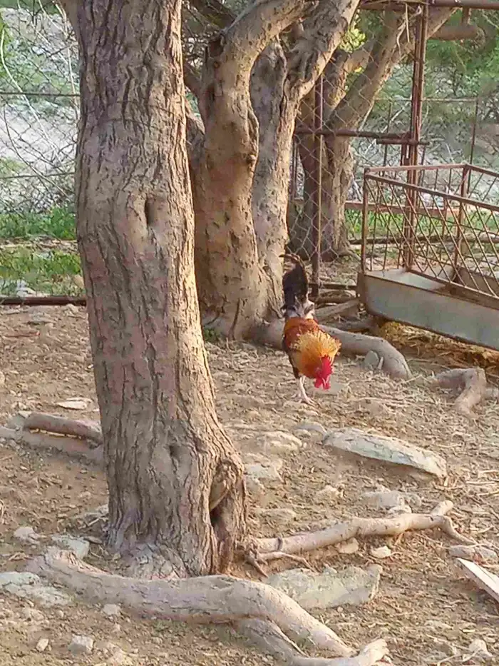 دجاج بلدي العدد 5 2ذكران 2 اناث 1