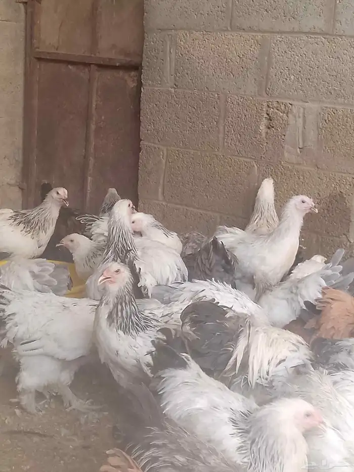 دجاج براهما بداية انتاج 4