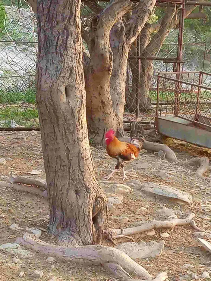 دجاج بلدي العدد 5 2ذكران 2 اناث 0