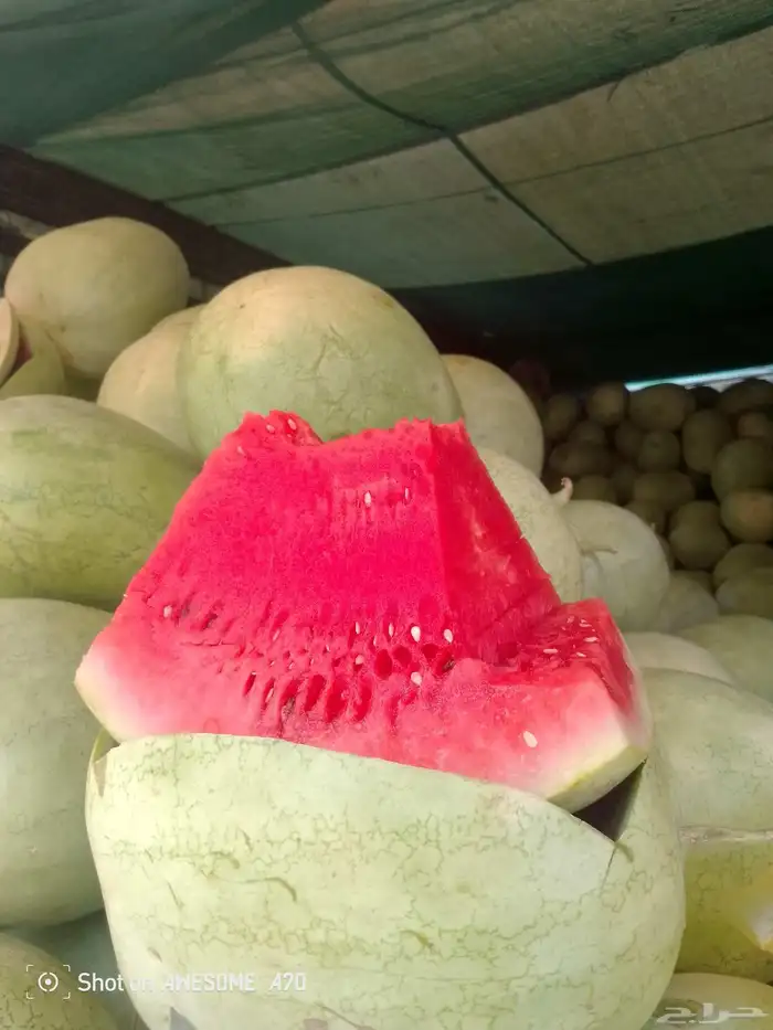 حبحب ساجر 1