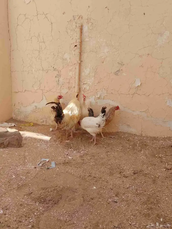 دجاج بلدي 0