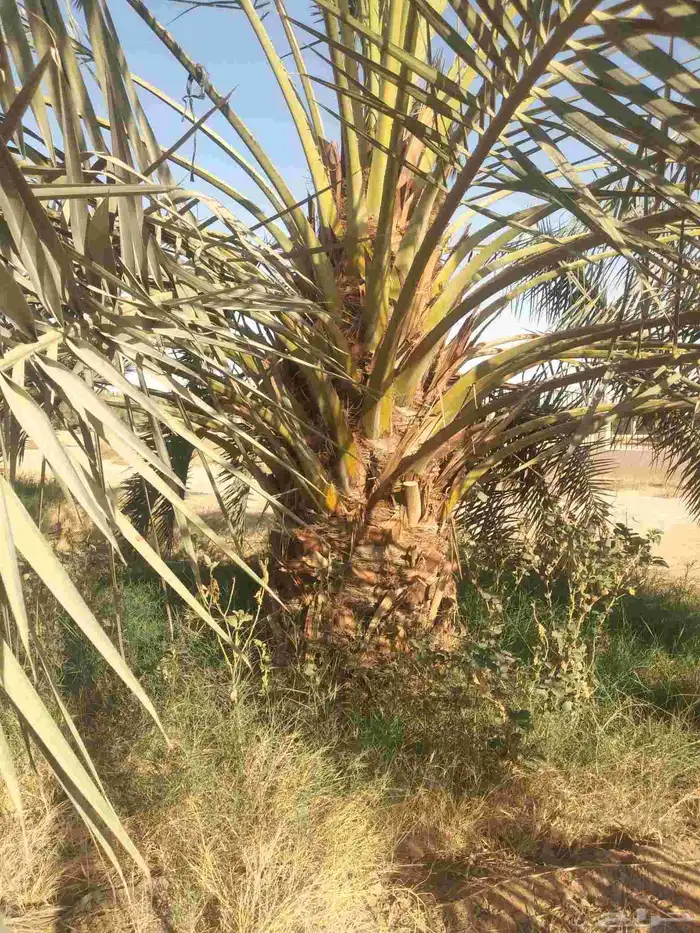 نخل عربي مثمر جميع الانواع 2