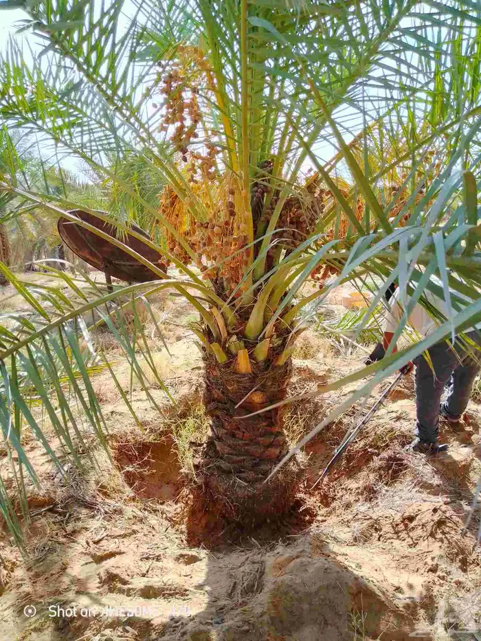 نخيل البيع طيب خلي من المراض اسعرنامعقوله 4