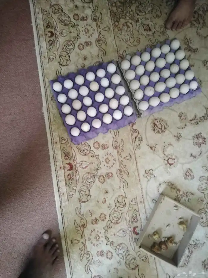 يوجد بيض بلدي 0