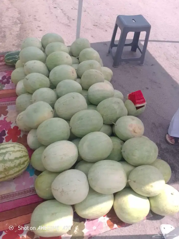 حبحب ساجر 0