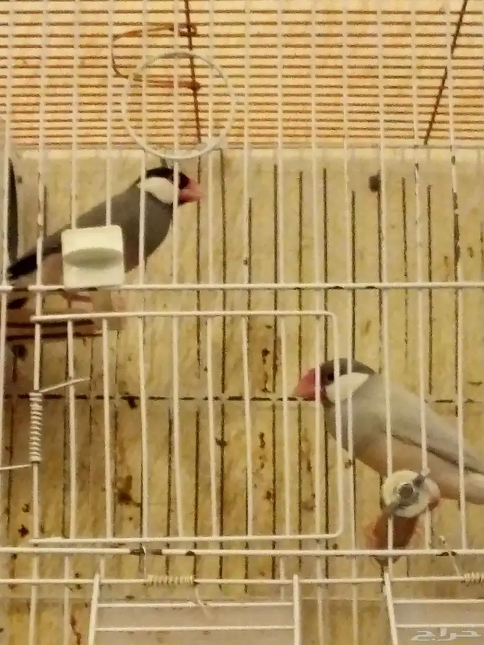 طيور جاو 3