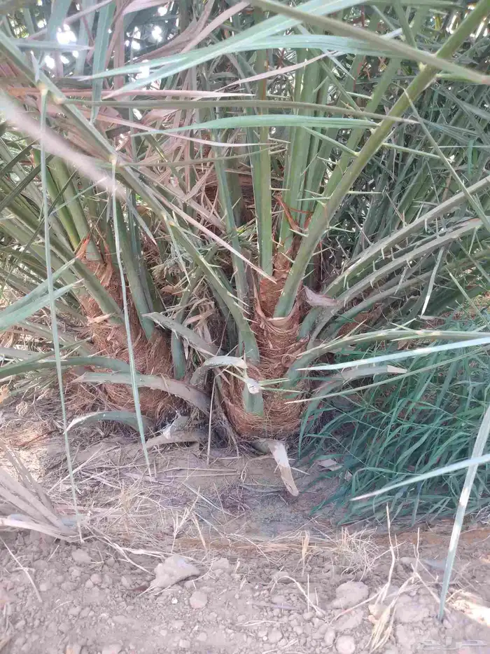 نخل عربي مثمر جميع الانواع 4