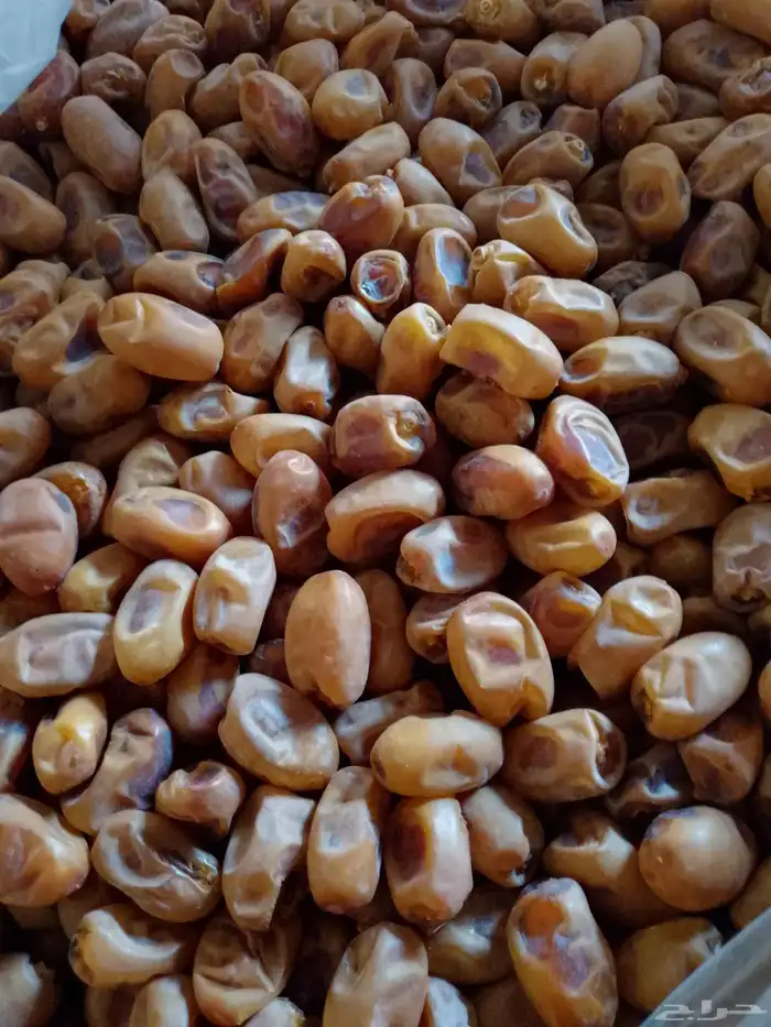 عندنا تمر خلاص للبيع 1