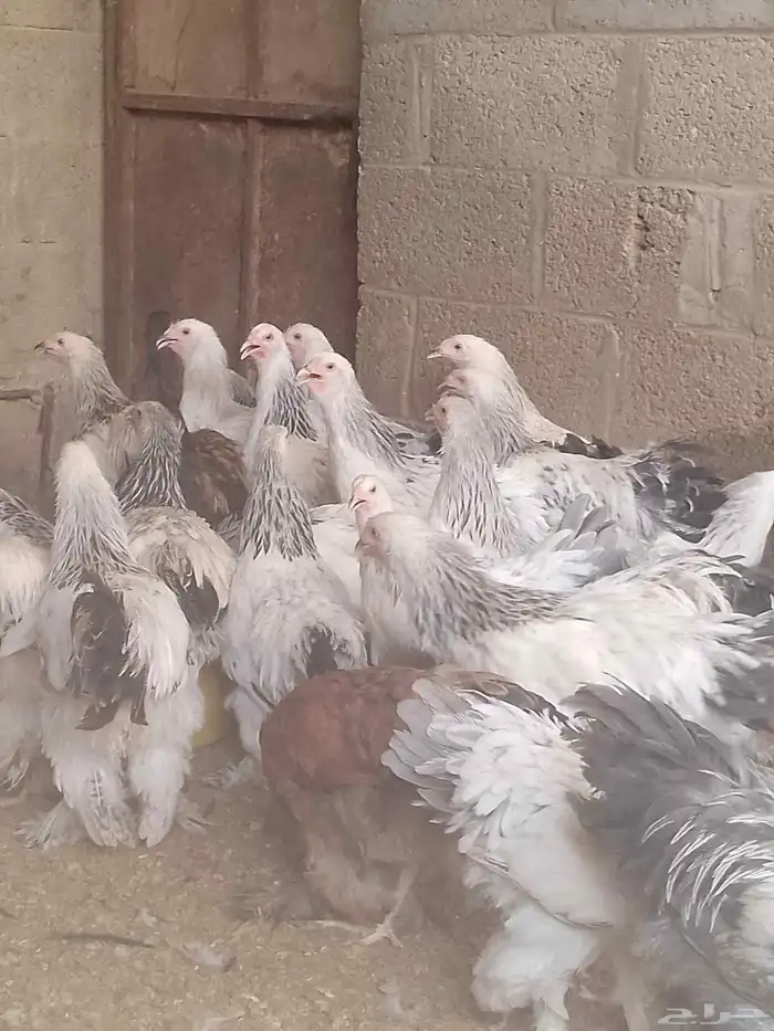 دجاج براهما بداية انتاج 3