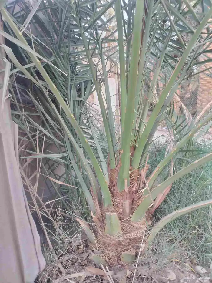 نخل عربي مثمر جميع الانواع 6