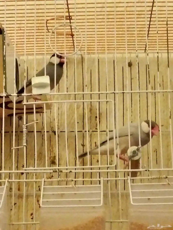 طيور جاو 4