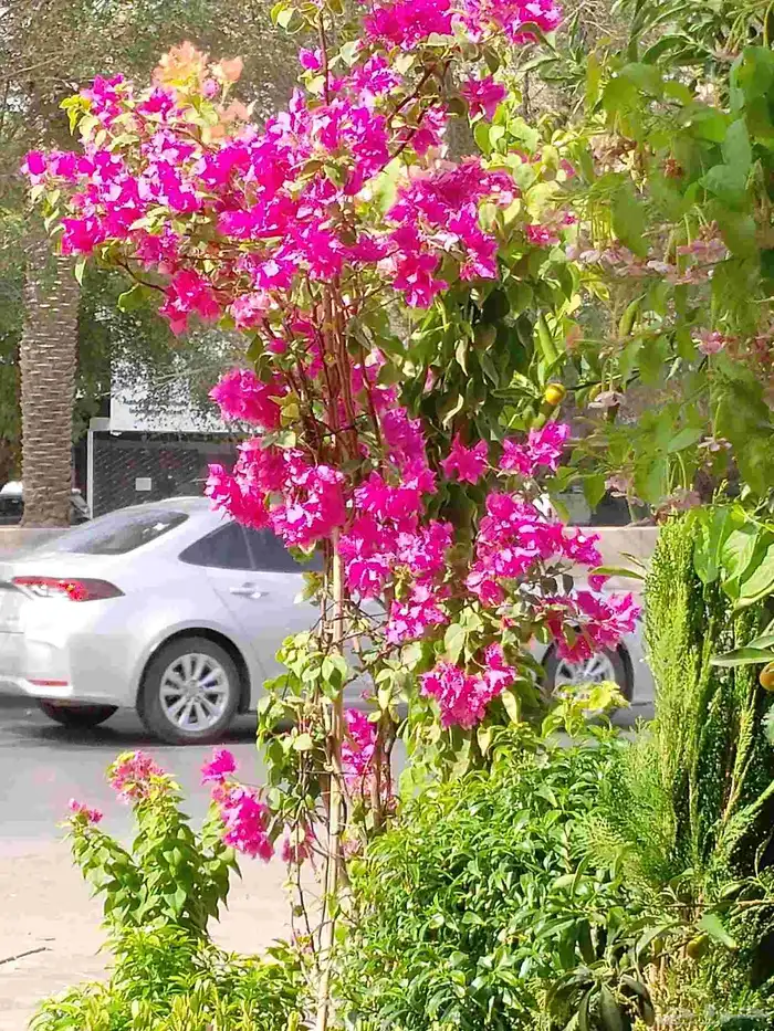 زراعه وحدائق 1