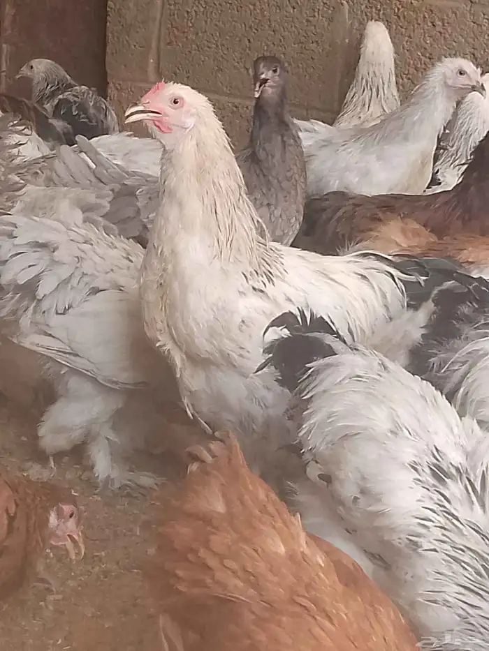 دجاج براهما بداية انتاج 0