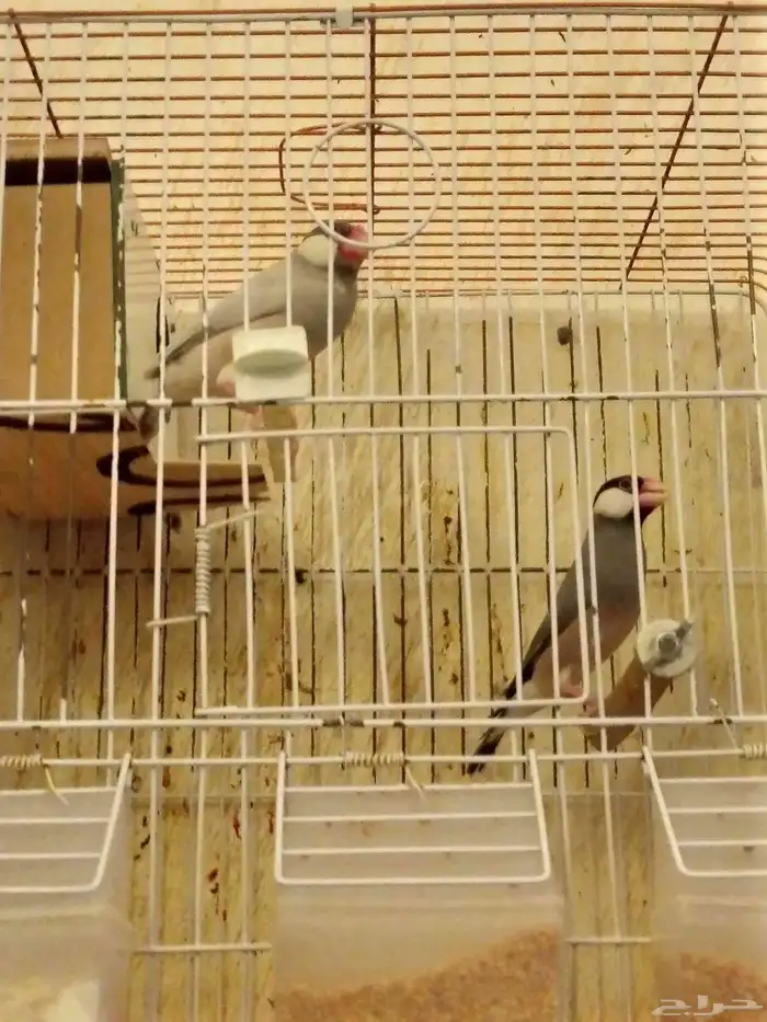طيور جاو 6