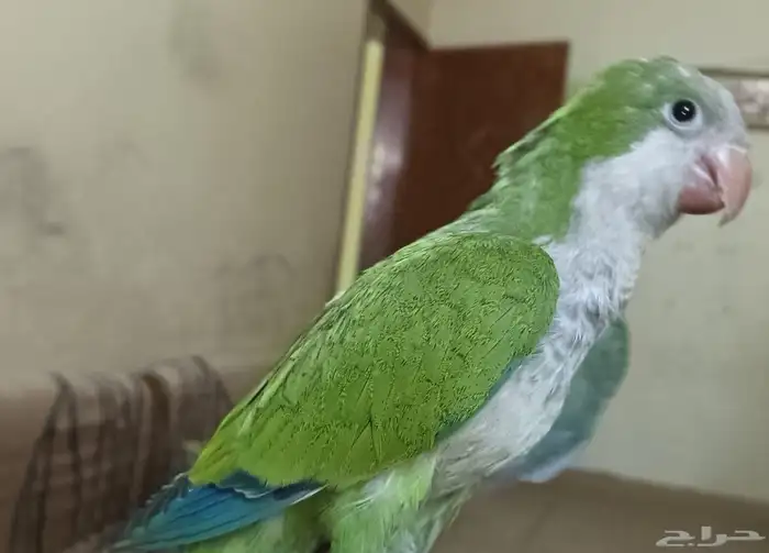 للبيع كويكر متكلم أليف جدا 1