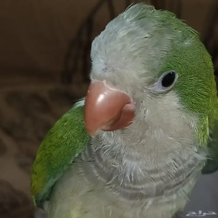 للبيع كويكر متكلم أليف جدا 0