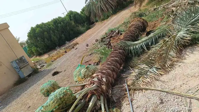 مزراع الغاط المجمعه الزلفي سدير الارطاويه 2