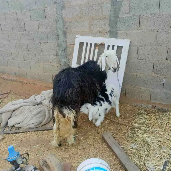 شاه نجدية 2