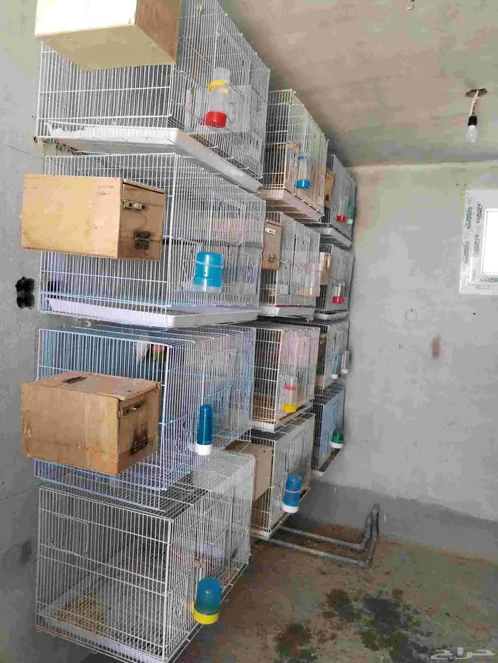 ازواج روز البينو 0