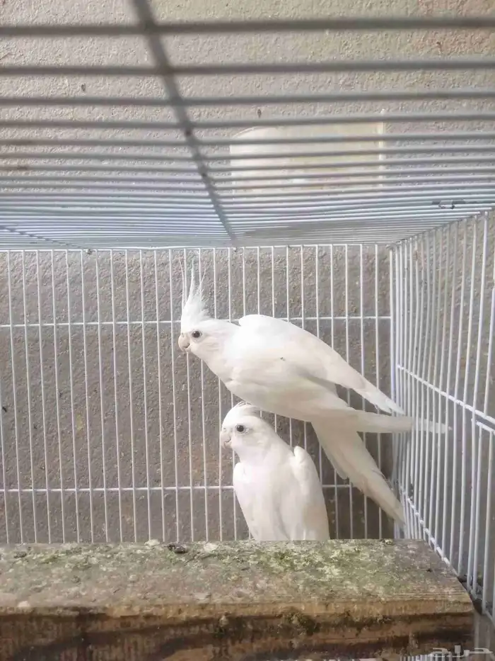 (تم البيع) زوج كروان البينو 2