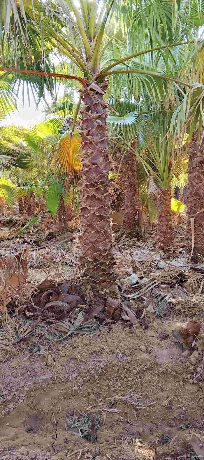 نخل واشنطن زينه أمريكي 9