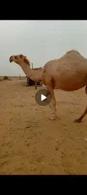 لقحه ب ثنوها على جميع الشروط بقيلها اسبوع وتنتج ملاقي 1