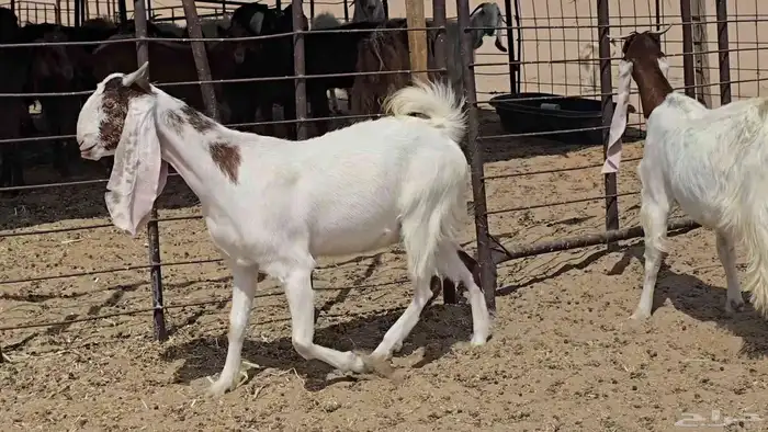 عنزين ثنوات دفيع 3