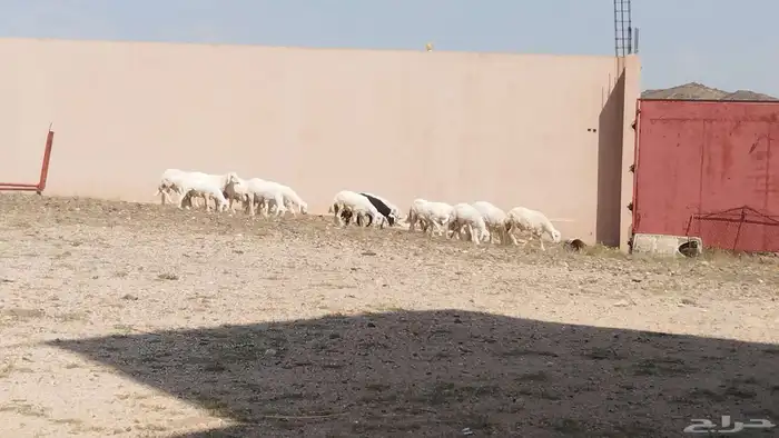 خرفان ذبائح للبيع 2