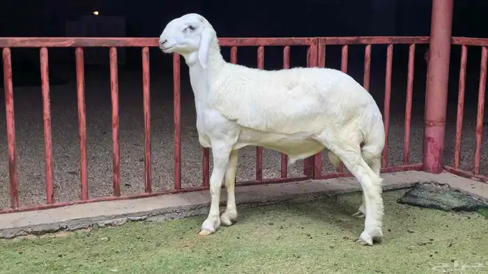 للبيع مشاريع فحول حريات صنف 5