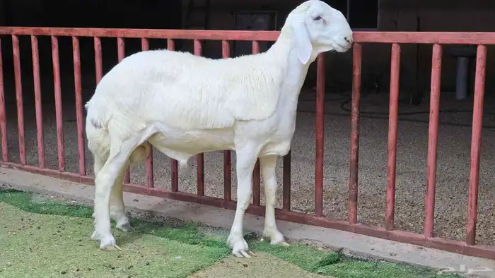 للبيع مشاريع فحول حريات صنف 4