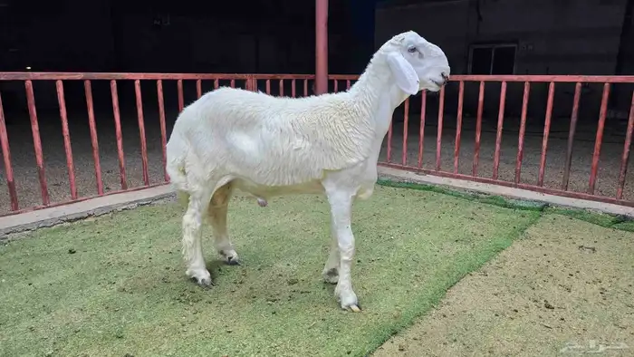 للبيع مشاريع فحول حريات صنف 2