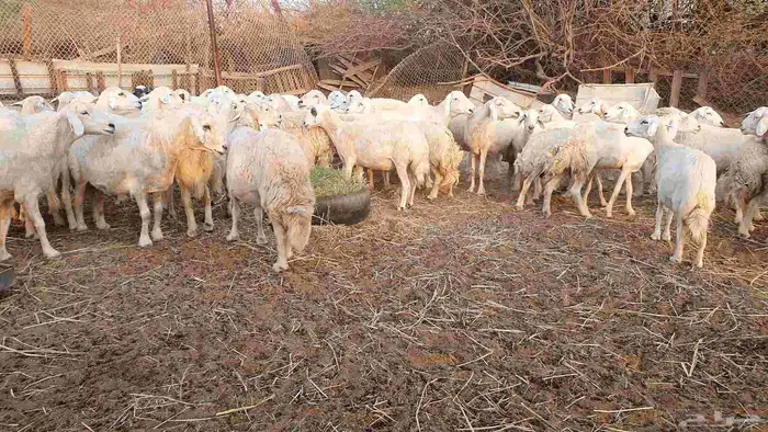 53 ضأن حرية دفيع على الشرط فحص سونار الغنم بيعت 3
