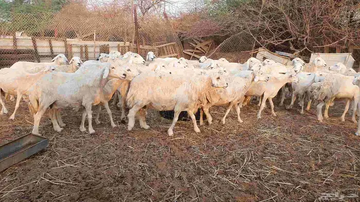 53 ضأن حرية دفيع على الشرط فحص سونار الغنم بيعت 0