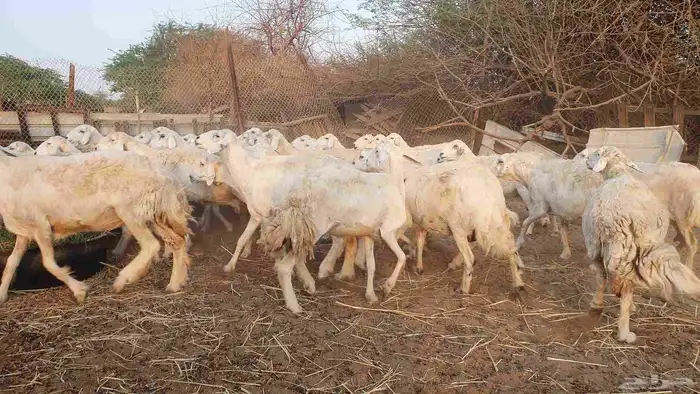 53 ضأن حرية دفيع على الشرط فحص سونار الغنم بيعت 4