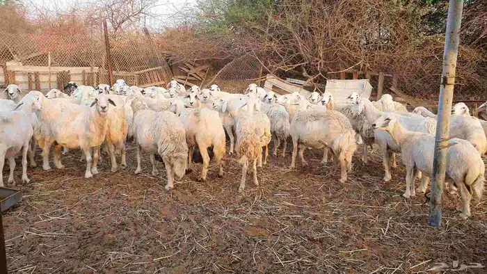 53 ضأن حرية دفيع على الشرط فحص سونار الغنم بيعت 2
