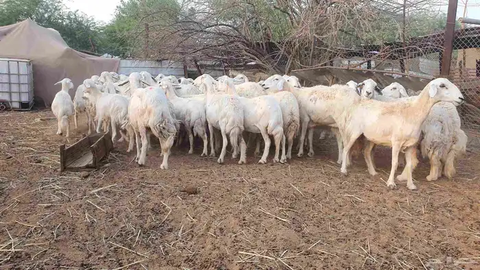 53 ضأن حرية دفيع على الشرط فحص سونار الغنم بيعت 7