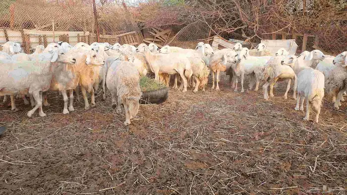 53 ضأن حرية دفيع على الشرط فحص سونار الغنم بيعت 9
