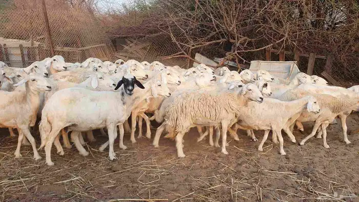 53 ضأن حرية دفيع على الشرط فحص سونار الغنم بيعت 6