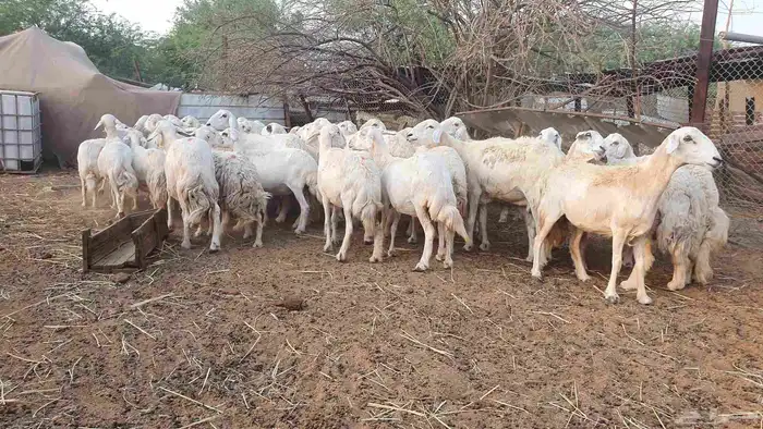 53 ضأن حرية دفيع على الشرط فحص سونار الغنم بيعت 8
