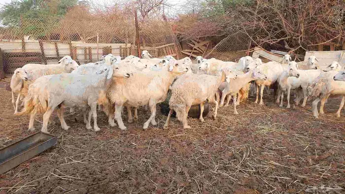 53 ضأن حرية دفيع على الشرط فحص سونار الغنم بيعت 1