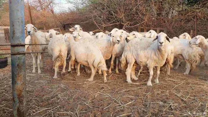 53 ضأن حرية دفيع على الشرط فحص سونار الغنم بيعت 5