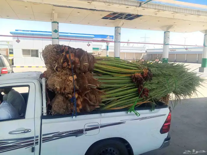 نخل للبيع مكه جده الطايف نخل بجميع انواعها وجميع مقاساته 0