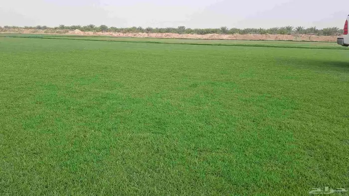 توريد وزرعه ثيل طبيعي وزراعه نخيل زيته وشنطن 1