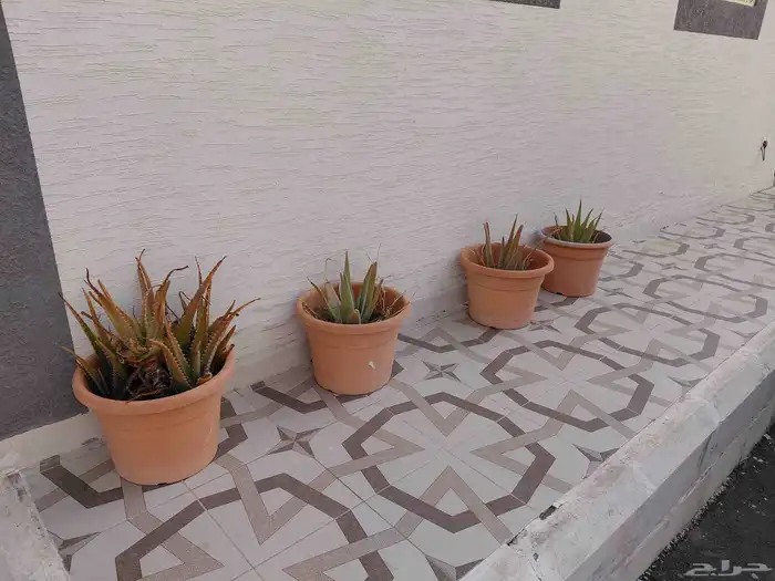 سير للبيع شغال وصبار العدد المطلوب 6